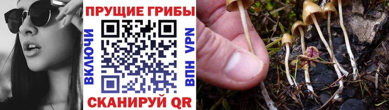 Псилоцибиновые грибы мицелий  Стародуб 